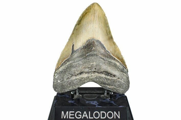 Serrated, Fossil Megalodon Tooth - North Carolina #363747